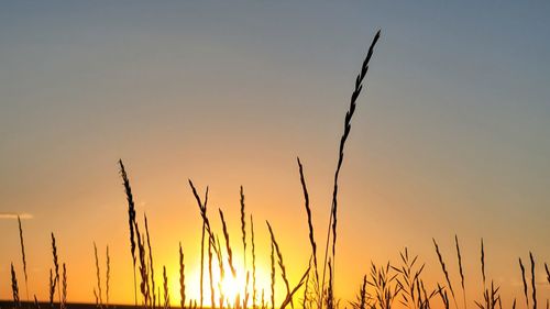 Sunset low angle of plants in the foreground