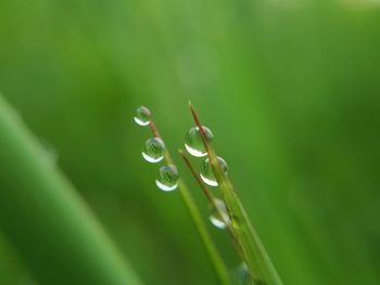 Close-up of water drops on leaf