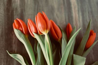 Close-up of flowers blooming outdoors