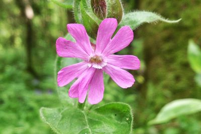 Close-up of pink flowers