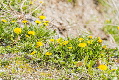 Close-up of yellow flowering plants on field