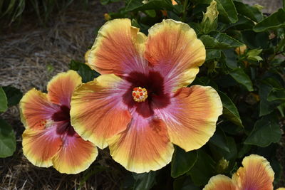 Close-up of hibiscus blooming outdoors