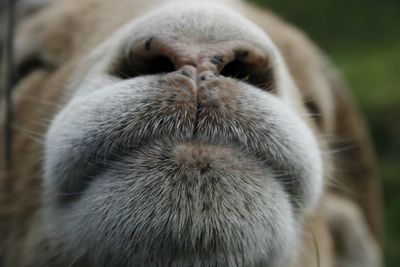 Close-up portrait of cat