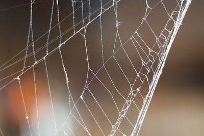 Close-up of spider web