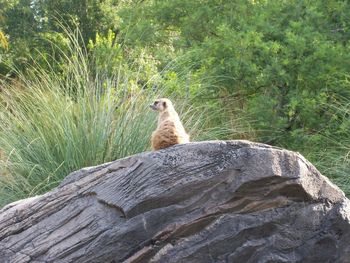 Low angle view of cat on rock