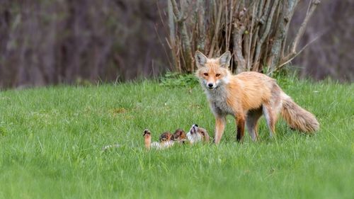 Red fox and her cub in a clearing in the forest.