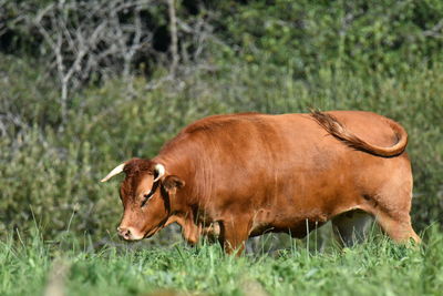 Cow in a field