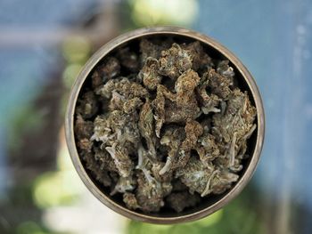 Close-up of marijuana in container