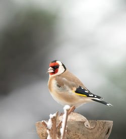 Close-up of bird perching