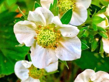 Close-up of white flower blooming outdoors