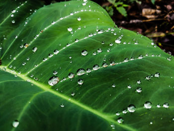 Close-up of raindrops on green leaves