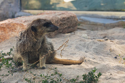 Close-up of meerkat