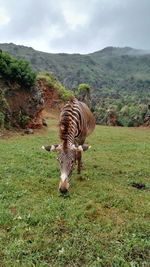 Zebra grazing on grassy field against mountains