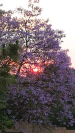 Low angle view of flowers blooming on tree