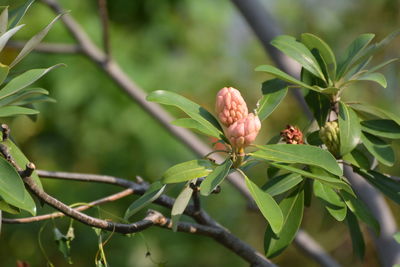 Close-up of flowering plant on tree