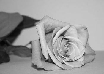 Close-up of rose against white background