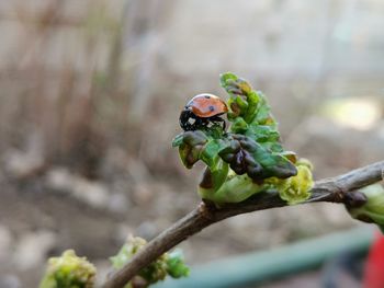 Close-up of plant growing on tree
