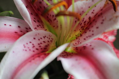 Close-up of flower