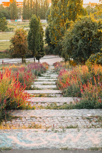 View of autumn trees in park