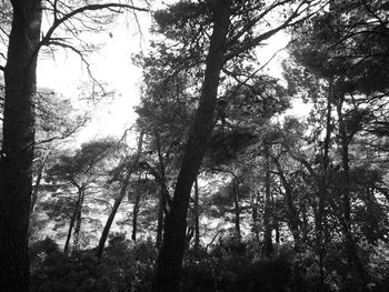 Low angle view of trees