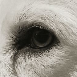 Close-up of dog eye