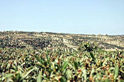 Scenic view of field against clear sky