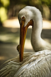 Close-up of pelican