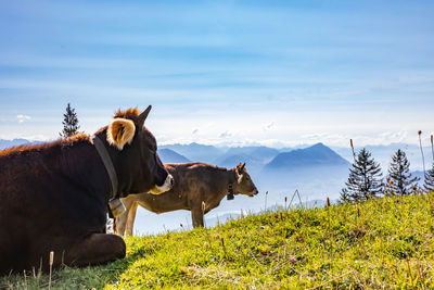 View of a horse on field