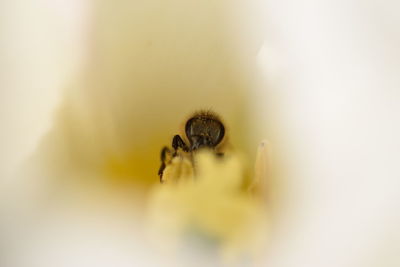 Close-up of bee on flower