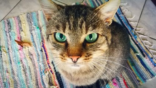 Close-up of tabby kitten