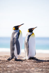 Penguins perching at beach