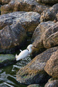 Seagull perching on rock