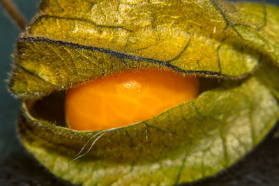 Close-up of lizard on leaf