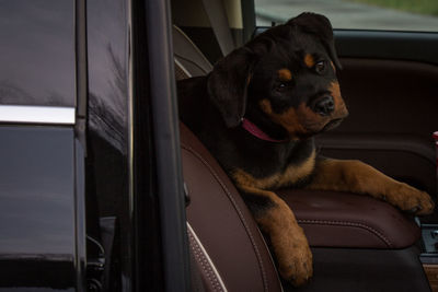 Dog sitting on a car