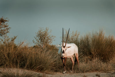 Horse standing in a field