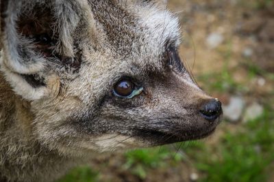 Close-up of an animal looking away