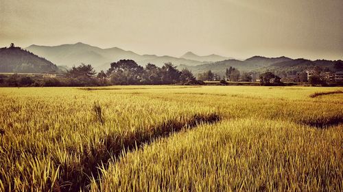 Scenic view of rural landscape