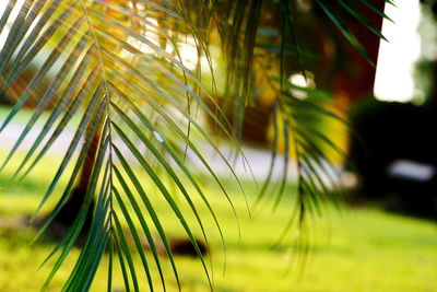 Close-up of palm trees