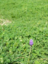 Close-up of purple flowers growing in field