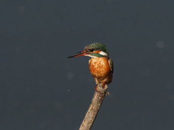 Close-up of bird perching on a tree