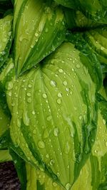 Close-up of dew drops on leaves