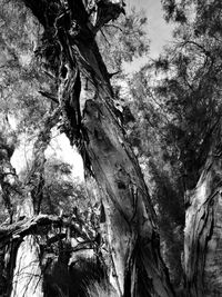 Low angle view of trees in forest
