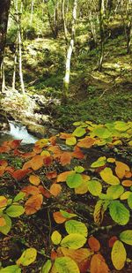 Autumn leaves in forest