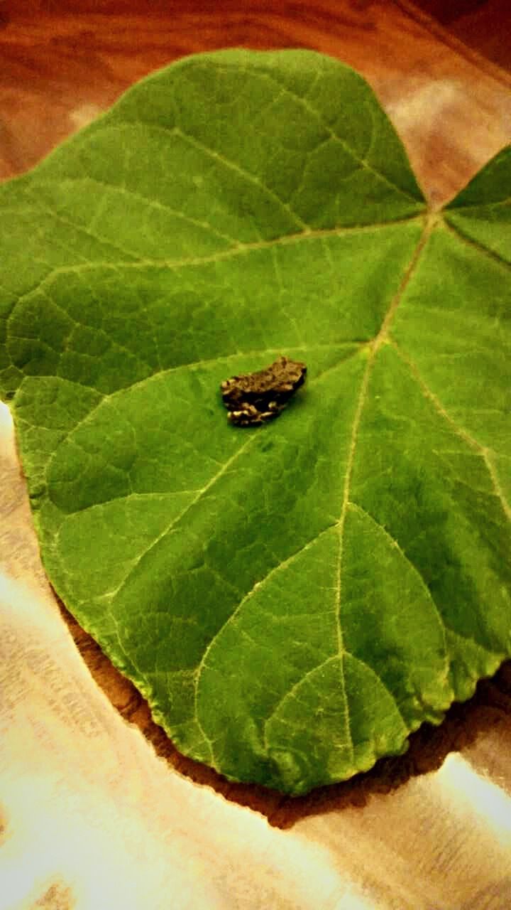 one animal, leaf, animal themes, insect, animals in the wild, wildlife, green color, high angle view, leaf vein, close-up, nature, natural pattern, plant, selective focus, no people, outdoors, day, green, zoology, animal