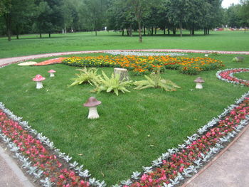 View of flowering plants in park