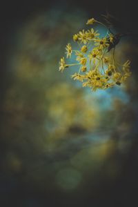 Close-up of yellow flowers against sky