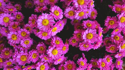 High angle view of flowers blooming outdoors