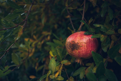 Close-up of apples on tree