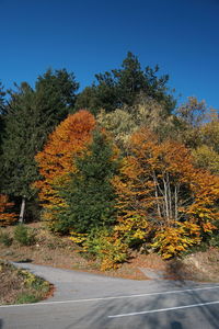 Plants by road against sky during autumn