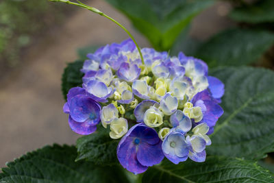 Close-up of purple flowering plant